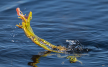 Frosch Sprung