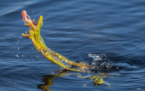 Frosch Sprung