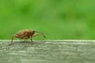 Der Gewöhnliche Eichelbohrer
