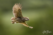 Steinkauz (Athene noctua)