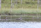 Sterntaucher auf ihrem See