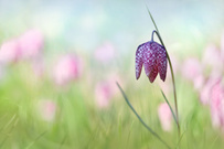 Schachbrettblumen ...,