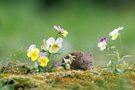 Durch die Blume..