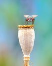 Mohn - Fliege