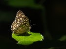 Das Spiel von Schatten und Licht