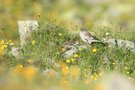 Aus dem Nest in die Wiese