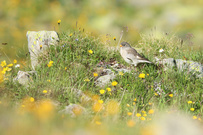 Aus dem Nest in die Wiese