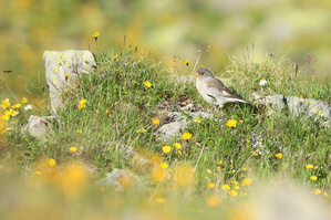 Aus dem Nest in die Wiese