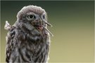 Raubwürger