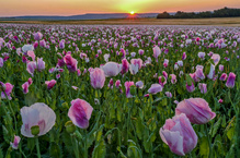 Mohnfeld zum Sonnenaufgang