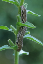 Aus dem Garten