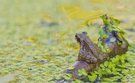 Moorfrosch