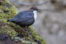 Wasseramsel beim Jubilieren