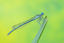 Federlibelle