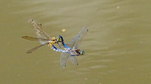 Hochzeitsflug