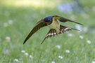 Suchflug