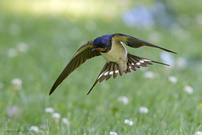 Suchflug