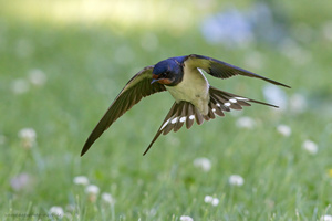 Suchflug