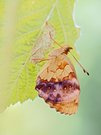 Der Brombeer Perlmuttfalter