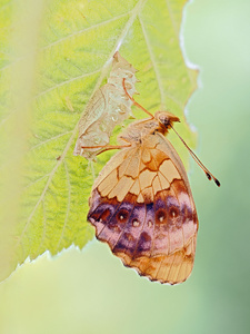 Der Brombeer Perlmuttfalter