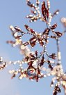 Gräserblüte
