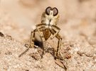 Die Sand-Raubfliege (Philonicus albiceps)