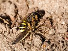 So schnell endet eine Raubfliege!