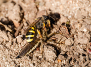 So schnell endet eine Raubfliege!