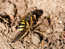 So schnell endet eine Raubfliege!