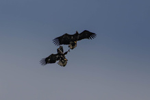 Seeadler