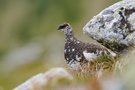 Schneehahn im Sommerkleid