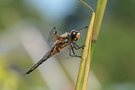 Vierfleck Libelle