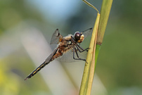 Vierfleck Libelle