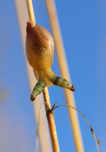Leucochloridium paradoxum
