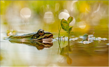 Teichfrosch