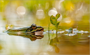 Teichfrosch