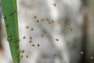 Spinnenkindergarten vermutlich die Krabbelgruppe