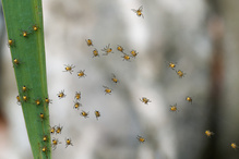 Spinnenkindergarten vermutlich die Krabbelgruppe