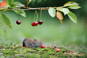 Mmh lecker...