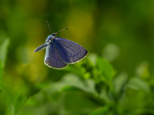 Flugbild eines männlichen Faulbaum-Bläuling (Celastrina argiolus)