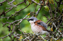 männli. Neuntöter im alten Apfelbaum