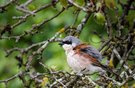männli. Neuntöter im alten Apfelbaum
