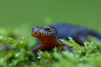 Auge in Auge mit dem Bergmolch