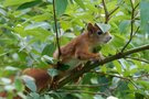 gut getarnt ist halb versteckt