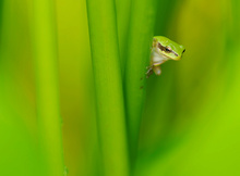 Babyfrosch im Schilf