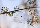 mitten im Perlennetz