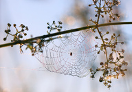 mitten im Perlennetz
