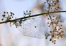 mitten im Perlennetz