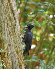 Schwarzspecht im Wald