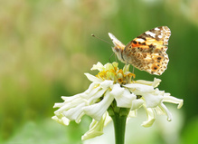 Sommer ...